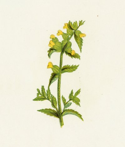 Rhinanthe crête de coq, Rhinanthus Crista-Galli - English School